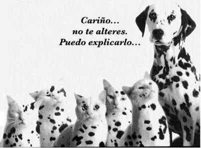 dogs